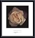 Remembrance, Framed Art Print by S. Rose
