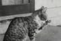 Classic Kitten & Cat Films (1930s - 1940s)