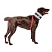 Bite Not Dog Collar 4 In