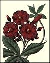 Victorian Flowers-4 of 8 by Various Artists Art Print Poster 8 x 10