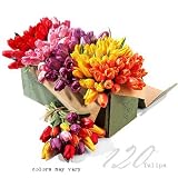 Flowerbud, Tulips, Grand Box