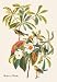 Bachmans Warbler - Paper Poster (18.75 x 28.5)