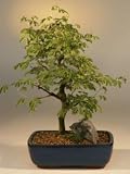 Bonsai Boy's Brazilian Raintree Bonsai Tree Large<br><i>(pithecellobium tortum)</i>
