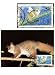 First Day of Issue WWF Garnetts Galago Stamp