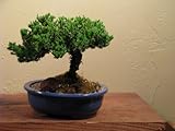 A Juniper Bonsai Tree in an Oval Blue Pot 7 inch