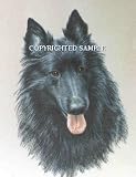 Belgian Sheepdog - Portrait by Cindy Farmer