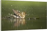 Box Canvas Print of Chaffinch - Female washing in forest pool from Ardea