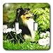 Dogs Sheltie/Shetland Sheepdog - Sheltie - Light Switch Covers - double toggle switch