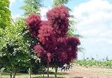 Grace Smokebush - Cotinus - Orange - Red Fall Color ! - B000PKFMGM