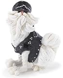 Biker Persian Cat