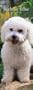 Bichon Frise 2007 Slimline Calendar