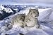 Snow Leopards Animals Poster Print, 34x24