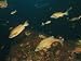 Fish, Red Algae and Salps, Bowie Seamount, Pacific Ocean, off British Columbia Photographic Poster Print, 24x18
