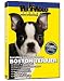 boston terrier - Boston Terrier DVD - Everything You Should Know About Your Dog