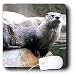 Wild animals - Otter - Mouse Pads
