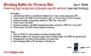 Blocking Buffer for high background of phospho-specific antibody in Western Blot / Immunoblot, 500ml