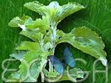 Eigenschaften Exoga  / Stevia rebaudiana bertoni Süßkraut Honigblatt Stewia 1,0g Samen Steviasamen