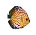 Wallmonkeys Peel and Stick Wall Decals - Red Tropical Symphysodon Discus Fish - Removable Graphic