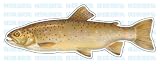 BROWN TROUT -Fish Decal- window sticker truck fishing