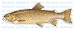 BROWN TROUT -Fish Decal- window sticker truck fishing