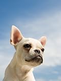 Bulldog Head Portrait Animals Photographic Poster Print by Aflo, 12x16