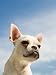 Bulldog Head Portrait Animals Photographic Poster Print by Aflo, 12x16