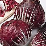 Radicchio Chicory 200 Seeds