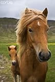 Wallmonkeys Peel and Stick Wall Decals - Horses, Mare and Colt, near Husafell, West Iceland - Removable Graphic