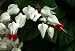 Bleeding Heart Vine - 24