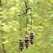 Pinecone Wind Chime - Triple