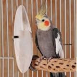 Medium Bulk Cuttlebone