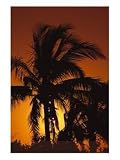 Tropical Sun Sets Behind a Palm Tree, Biscayne National Park, Florida, USA Photographic Poster Print by Jerry Ginsberg, 18x24