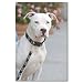 VDISC Lupine Bling Bonz 1in Adjustable Collar (15-22)