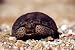 Biology Video: Animal Adaption