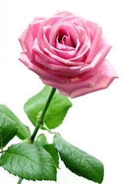Pink Roses Wholesale Bundle, 125 Flowers, 16 Inch Long Stems