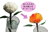 母の日 水に入れると色の変わるカーネーション きいろ Change Flower...