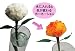 母の日 水に入れると色の変わるカーネーション きいろ Change Flower: 色の変わる、不思議なカーネーションです。<br>白色から、黄色に変わります。<br>葉の高さくらいまで、水道水を入れてもらい、しばらく置きます。すると徐々に色が変わり出します。<br>特殊ペーパーで作られた、特許...