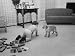 2 1/2 Year Old Sandy Nickerson Playing with His New Puppy Photographic Poster Print by Ralph Crane, 16x12