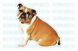 BULLDOG - Dog Decal - sticker bull dogs car got window