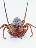A European Spiny Lobster Photographic Poster Print by Peter Medilek, 18x24