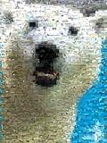 White Polar Bear Montage