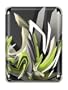 GelaSkins Protective Skin with Screen Protector for iPod nano 3G (Swinging DAIM)