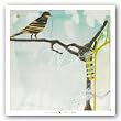 Early Bird by Gina Miller 18"x18" Art Print Poster