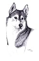 Original Siberian Husky hand drawing