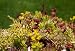 Succulents Micro Plants Flowers Photo Poster - 13x19 custom fit with RichAndFramous Black 19 inch Poster Hangers
