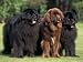 Domestic Dogs, Three Newfoundland Dogs Standing Together Animals Photographic Poster Print by Adriano Bacchella, 12x9