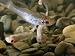 Close View of Cave Fish, Specially Adapted to Live in Water Toxic with Sulfuric Acid Photographic Poster Print, 24x18