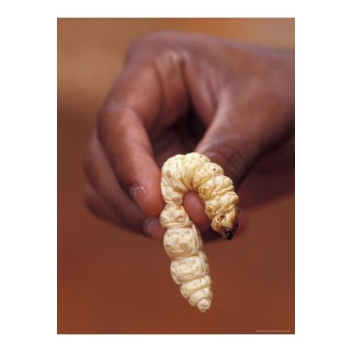 witjuti grub