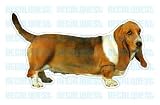 Pet Supplies : BASSET HOUND - Dog Decal - sticker dogs car got window