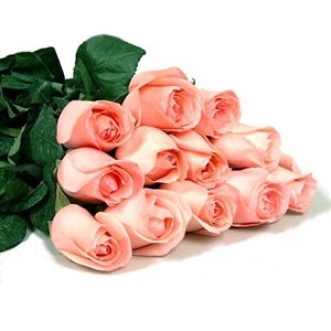 Two Dozen Long Stemmed Premium Pink Roses